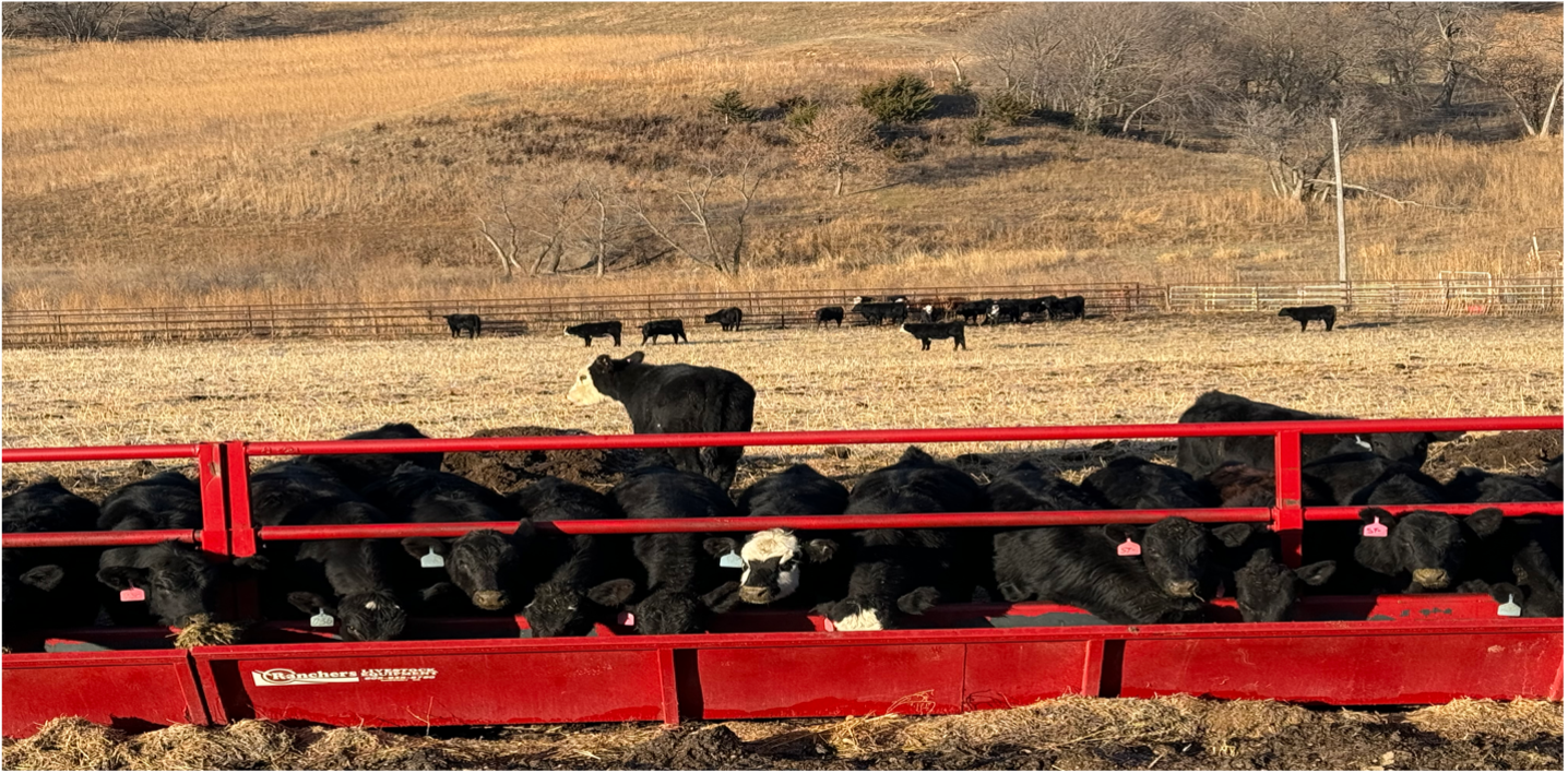cowcalf